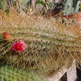 Cleistocactus buchtienii JLcoll.  (Only 2 plants are available -2 plantes sont encore disponibles)    ÉPUISÉ - OUT of STOCK - AGOTADO